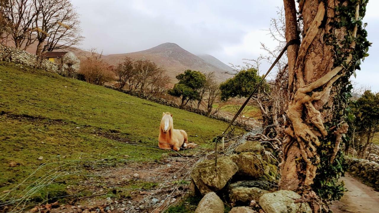 Stunning Views At Ballagh Cottage Newcastle Newcastle  Dış mekan fotoğraf
